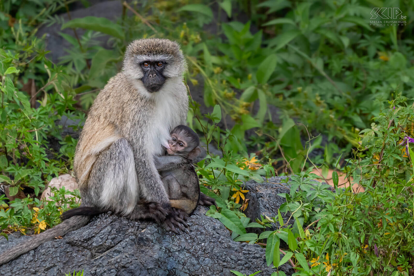 Lake Naivasha - Vervet monkey Vervet monkey (Chlorocebus pygerythrus) with baby Stefan Cruysberghs